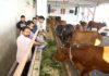 लॉयन्स क्लब हनुमानगढ़ सिटी ने फाटक गौशाला में की गौसेवा