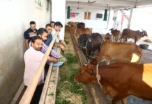 लॉयन्स क्लब हनुमानगढ़ सिटी ने फाटक गौशाला में की गौसेवा